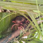 Bohol: Budgeted Countryside with Buffet Lunch Private Tour - Making the Most of Your Experience