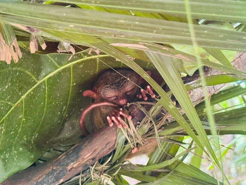 Bohol: Budgeted Countryside with Buffet Lunch Private Tour - Making the Most of Your Experience