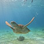 Bohol Province Balicasag Island Day Tour - Exploring Each Part of the Itinerary in Detail