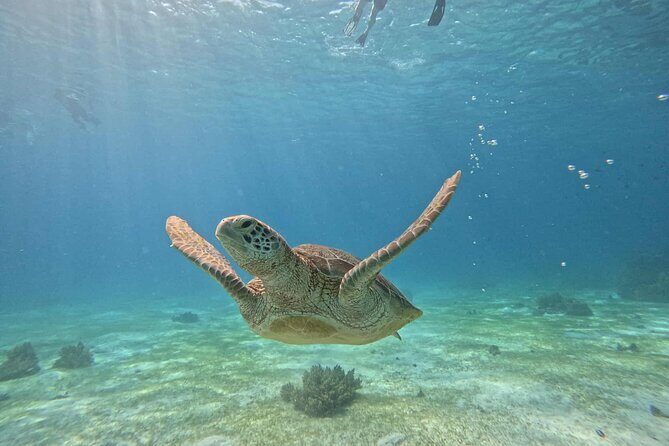 Bohol Province Balicasag Island Day Tour - Exploring Each Part of the Itinerary in Detail