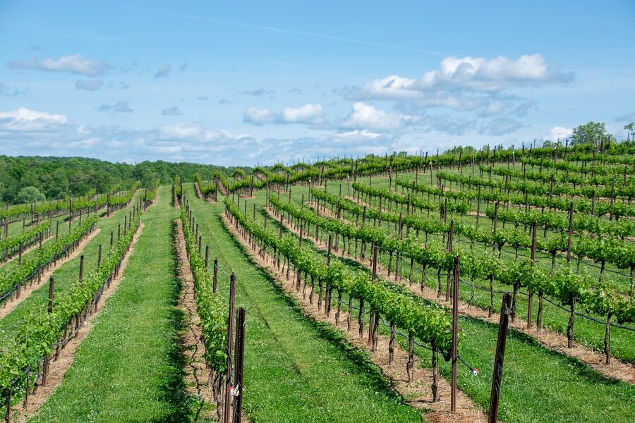 Rows of grapevines in a Bordeaux vineyard