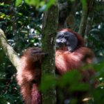 Borneo: 3 Days Orangutan River Cruise from Pangkalan Bun - Practical Details: Transport, Comfort, and Value