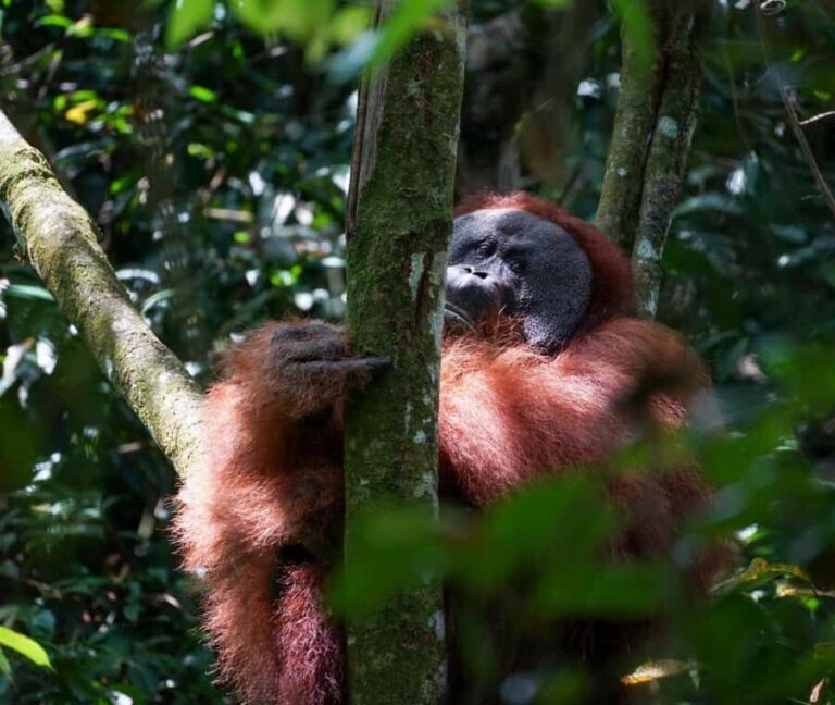 Borneo: 3 Days Orangutan River Cruise from Pangkalan Bun - Practical Details: Transport, Comfort, and Value  