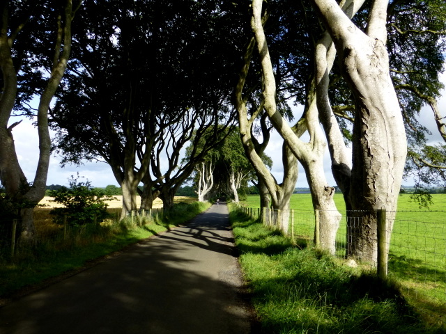 Bregagh Road through the Dark Hedges with no traffic