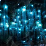 Brisbane: Daytime Glow Worm Caves Hop-on Hop-off Bus Tour - How Does It Compare in Value?