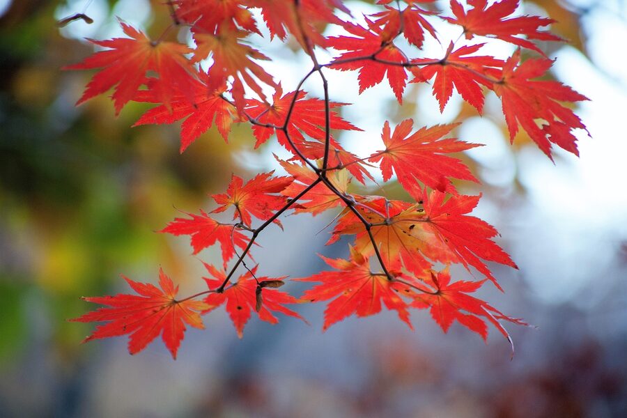 Bukhansan autumn red maple leaves