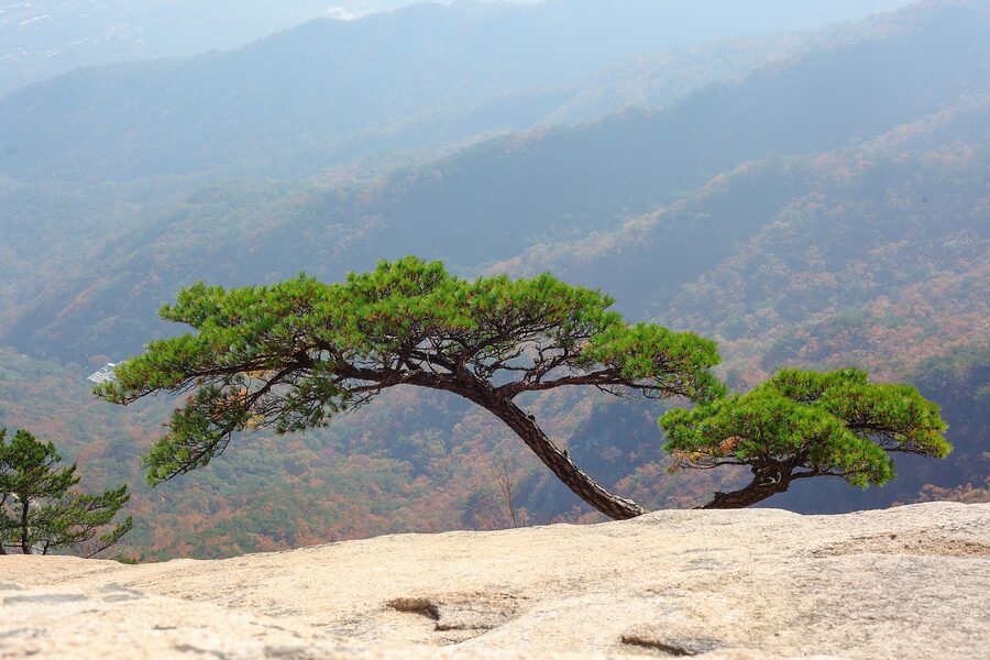 Bukhansan rocky ridge with pines