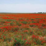 Bukhara/Samarkand: 2-Day Guided Nurata Mount & Desert Tour - Nurata Town and Historic Sites