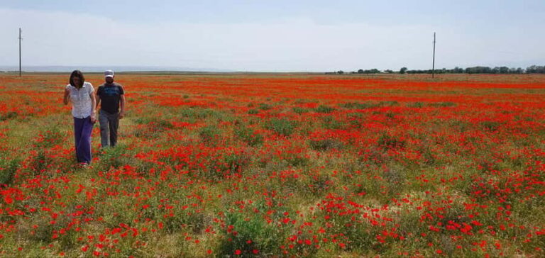Bukhara/Samarkand: 2-Day Guided Nurata Mount & Desert Tour - Nurata Town and Historic Sites