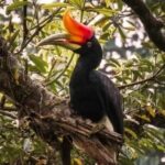 Bukit Lawang Jungle Trek Sumatran Safari - An In-Depth Look at Bukit Lawang Jungle Trek Sumatran Safari