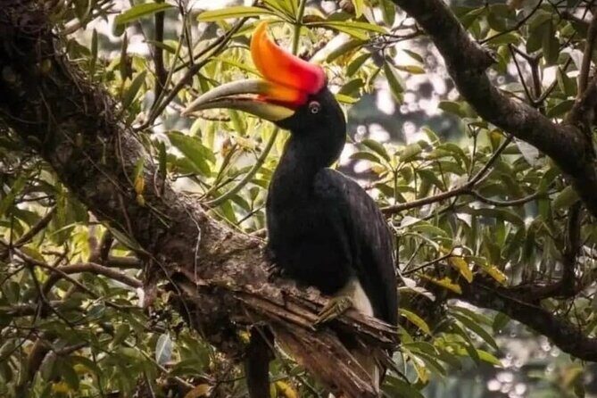 Bukit Lawang Jungle Trek Sumatran Safari - An In-Depth Look at Bukit Lawang Jungle Trek Sumatran Safari