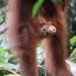 Bukit Lawang: Orangutan Jungle Trekking Tour & Homestay SAMA - Practical Tips for Your Jungle Adventure