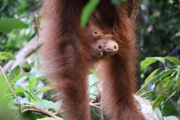 Bukit Lawang: Orangutan Jungle Trekking Tour & Homestay SAMA - Practical Tips for Your Jungle Adventure