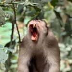 Bukit Lawang: Private Jungle Trek & River Tubing Tour - What Makes This Tour Stand Out?