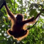 Bukit Lawang: Private Jungle Trek & River Tubing Tour - Who Is This Tour Best For?