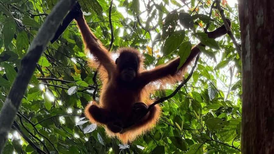 Bukit Lawang: Private Jungle Trek & River Tubing Tour - Who Is This Tour Best For?
