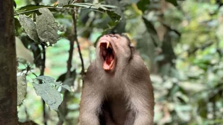 Bukit Lawang: Private Jungle Trek & River Tubing Tour - What Makes This Tour Stand Out?