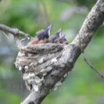 Bundala National Park Safari Tours: Half-Day or Full-Day - Discovering Bundala: What to Expect From the Tour