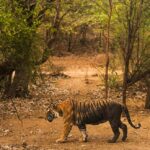 Bundi: Ramgarh Vishdhari Tiger Reserve Jeep Safari Ticket - Who Would Enjoy This Safari?