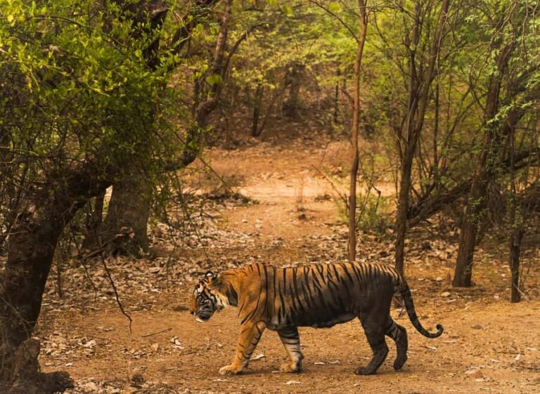 Bundi: Ramgarh Vishdhari Tiger Reserve Jeep Safari Ticket - Who Would Enjoy This Safari?
