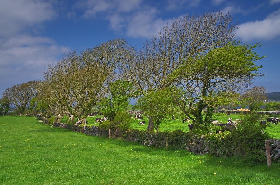 Cows grazing on the Burren in County Clare