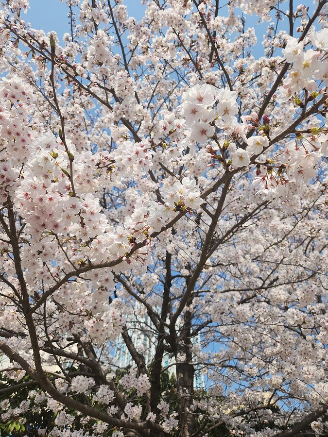 Cherry blossoms at Busan Citizens Park