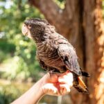 Byron Bay Wildlife Sanctuary Entry Ticket - The Sum Up