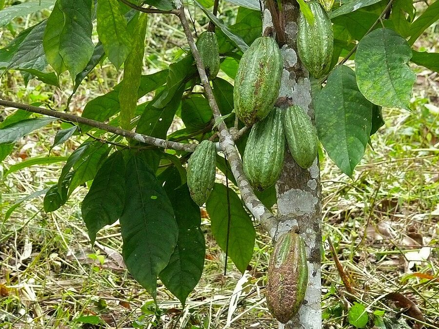 Cacao tree with green pods