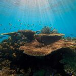 Cairns: Great Barrier Reef Small Group Snorkelling Tour - Practical Details & Tips