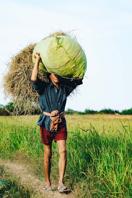 Cambodia rice paddy field near Battambang with green landscape