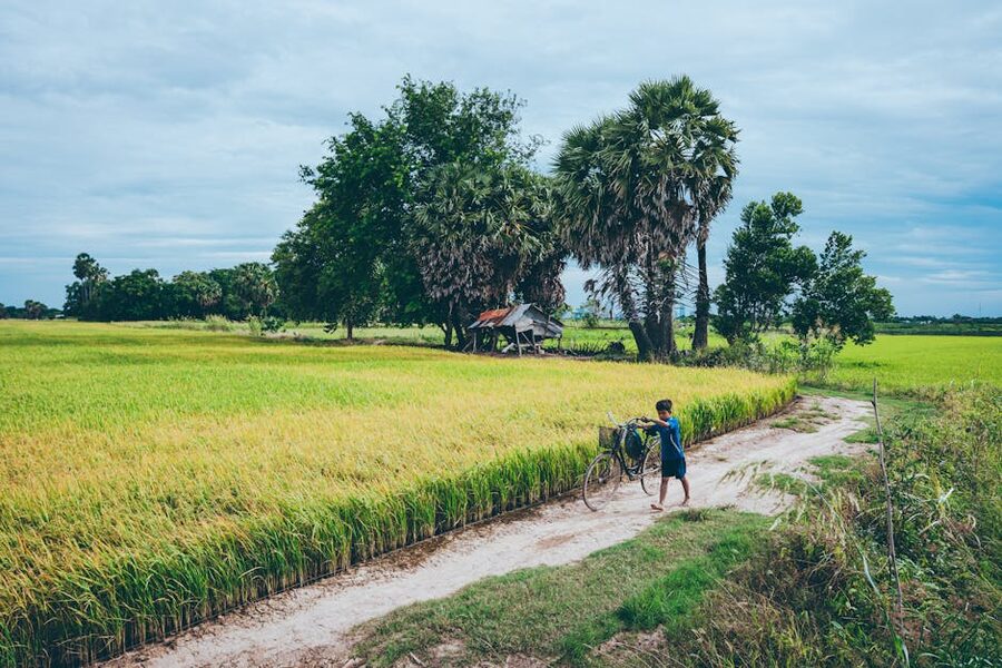 Cambodian rice fields and countryside