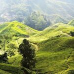 Cameron Highlands Full Day Join in Tour - What’s Included and What to Expect
