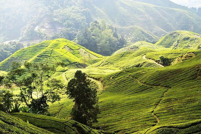 Cameron Highlands Full Day Join in Tour - What’s Included and What to Expect