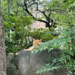 Cats & Hidden Alleyways: a Kitty-themed Walking Tour in Nagasaki - Final Thoughts