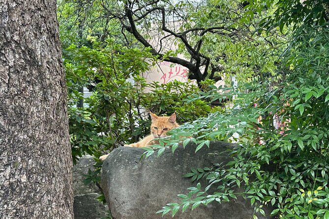 Cats & Hidden Alleyways: a Kitty-themed Walking Tour in Nagasaki - Final Thoughts