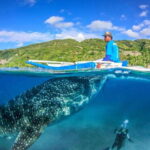 Cebu: Moalboal Sardine Run, Turtles & Oslob Whale Shark Tour - Who Would Love This Tour?