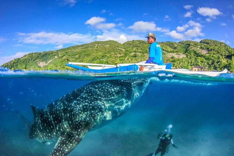 Cebu: Moalboal Sardine Run, Turtles & Oslob Whale Shark Tour - Who Would Love This Tour?