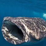 Cebu: Oslob Whale Shark Encounter & Sumilon Island Day Tour - Who Should Consider This Tour?