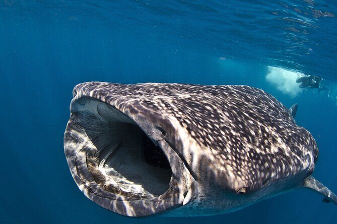 Cebu: Oslob Whale Shark Encounter & Sumilon Island Day Tour - Who Should Consider This Tour?