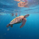 Cebu: Oslob Whale Sharks, Moalboal Sardine Run & Turtles - Authentic Experiences from Reviews