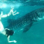 Cebu: Whale Shark Swim, Kawasan Falls & Moalboal Sardine Run - What to Expect and Tips for the Day
