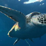 Cebu: Whale Shark Swim, Kawasan Falls & Sardine Run - What to Expect: Practical Tips & Considerations