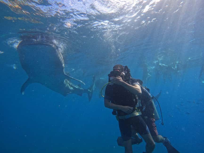 Cebu: Whaleshark Experince, Waterfalls & White Sand Wonders - Analyzing the Experience