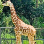 Cebu:Cebu Safari Adventure Park Day Trip - Authentic Insights from Reviews