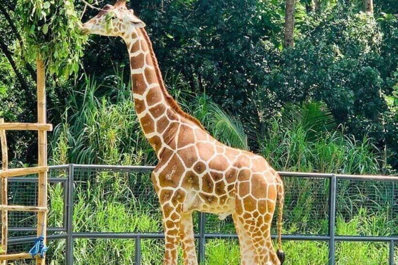 Cebu:Cebu Safari Adventure Park Day Trip - Authentic Insights from Reviews