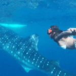 Cebu:Oslob Whales,Sumilon Island & Inambakan Falls Adventure - What the Tour Includes and Excludes