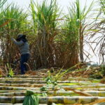 Chalong Bay Rum Distillery Experience - What Makes This Tour Special?