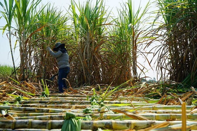 Chalong Bay Rum Distillery Experience - What Makes This Tour Special?