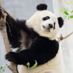 Chengdu Giant Panda: Panda Base or Shenshuping (optional) - Who Would Love This Experience?