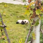 Chengdu Research Base of Giant Panda Breeding Entry Ticket - Who Will Love This Tour?